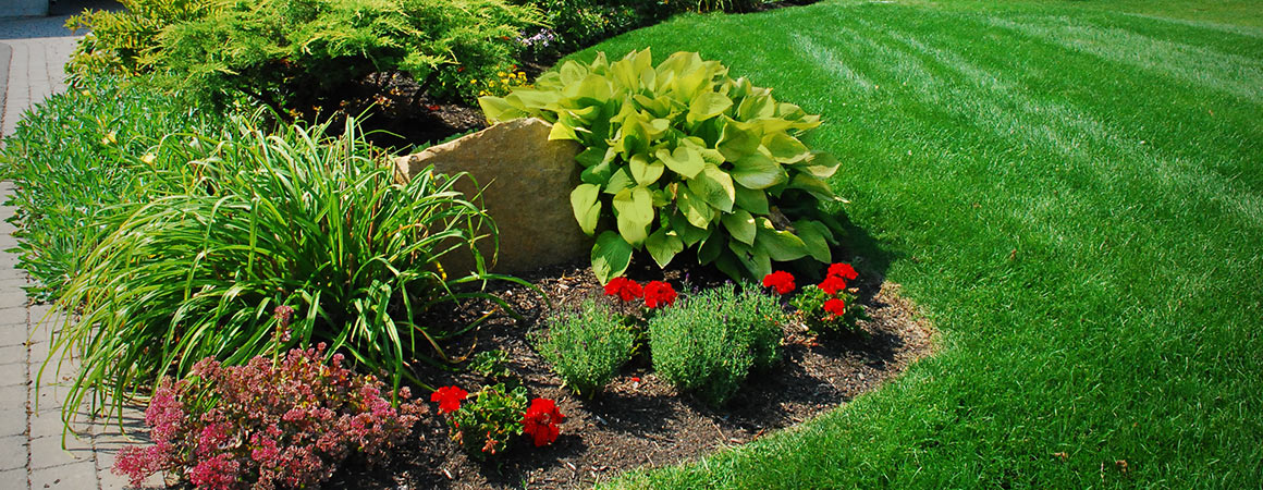 Photo of a garden using Greely's Topdressing Soil