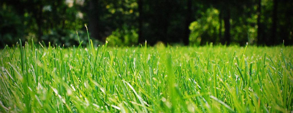 Lawn Maintenance Guide for Ottawa Lawns | Greely Sand & Gravel Inc.