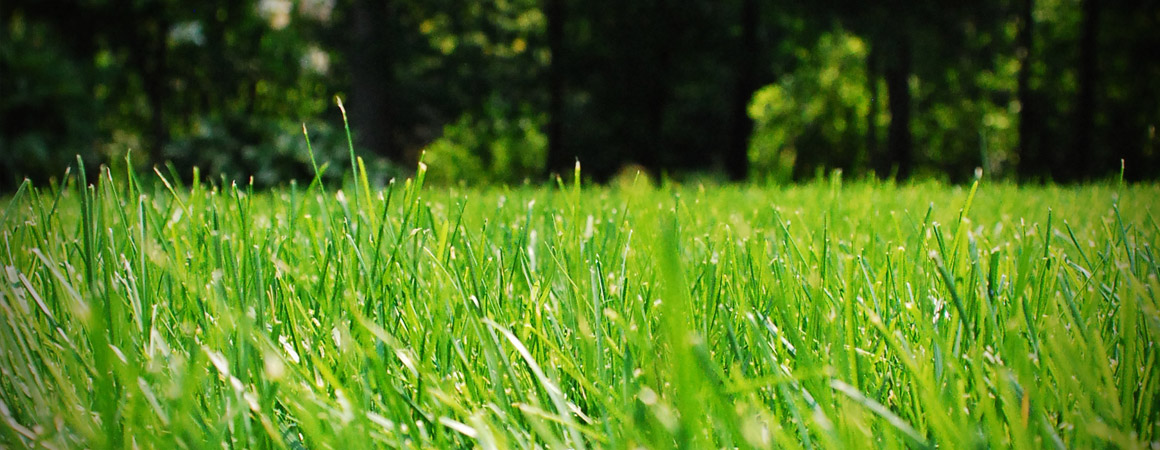 Photo of a lawn using Greely's Topdressing Soil