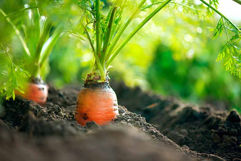 Carrots growing in garden