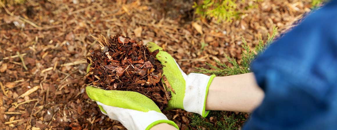When to Top-Up Your Mulch