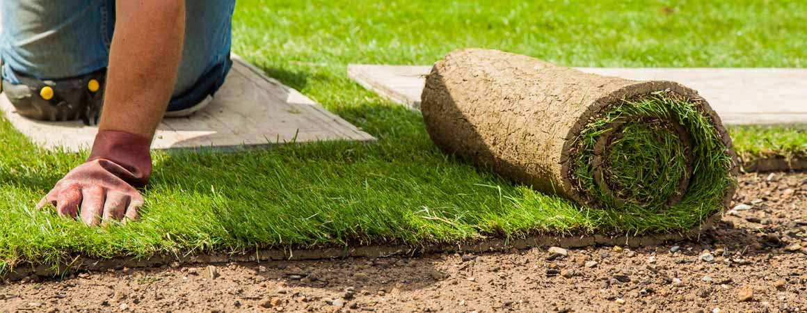 Common Questions About Sod