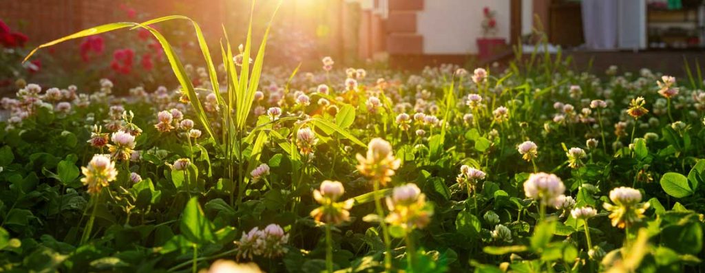 Weeds are likely one of the most common and most frustrating challenges that gardeners and landscapers face when creating and maintaining beautiful lawns and gardens.