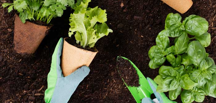 Growing veggies in a garden